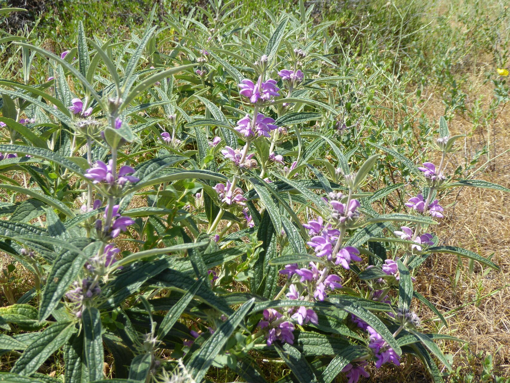 Phlomis regelii flower