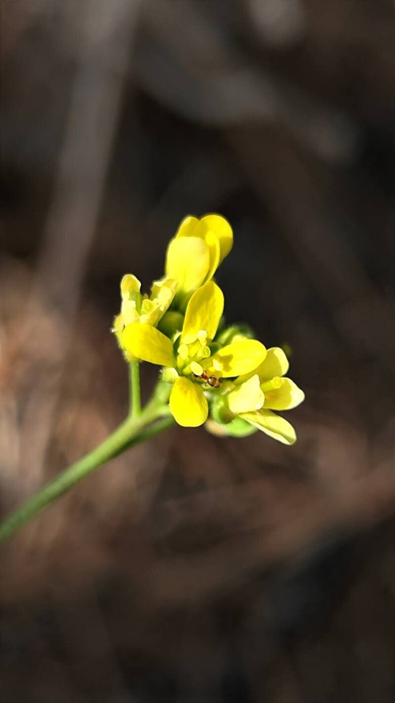 Biscutella caroli-pauana flower