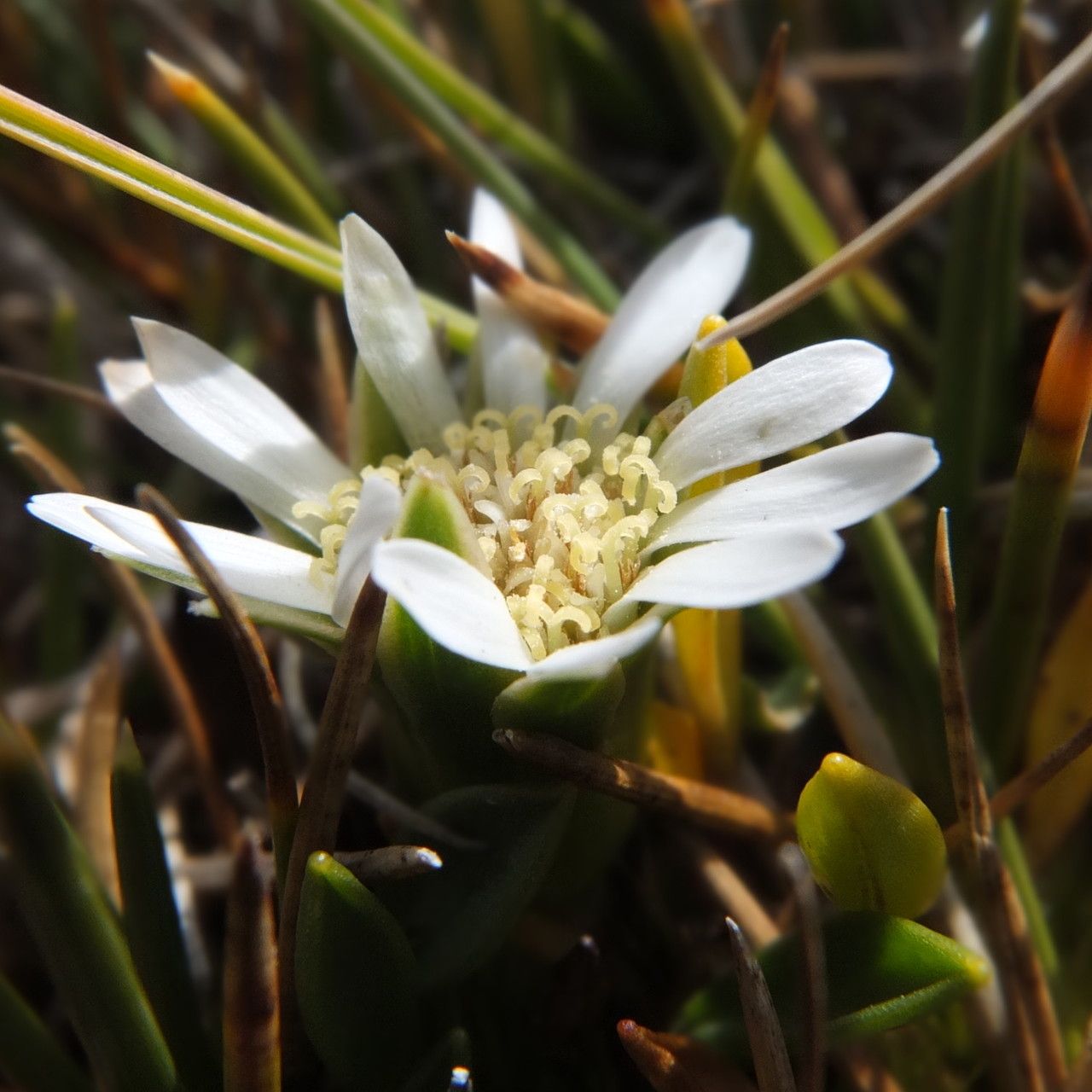 Werneria spathulata flower