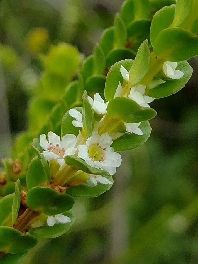 Baeckea imbricata flower