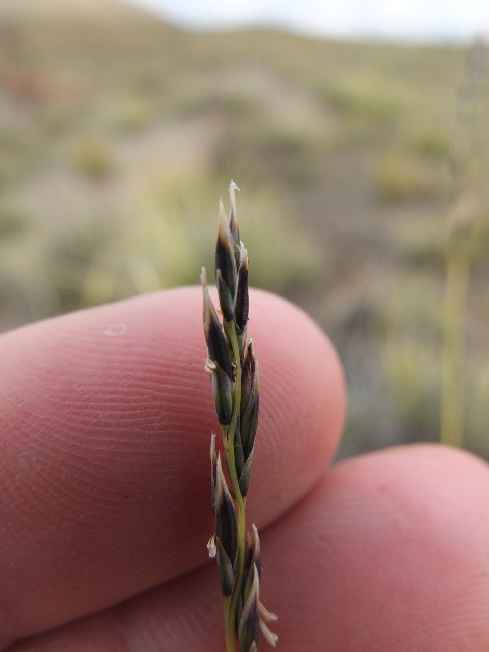 Festuca dolichophylla flower
