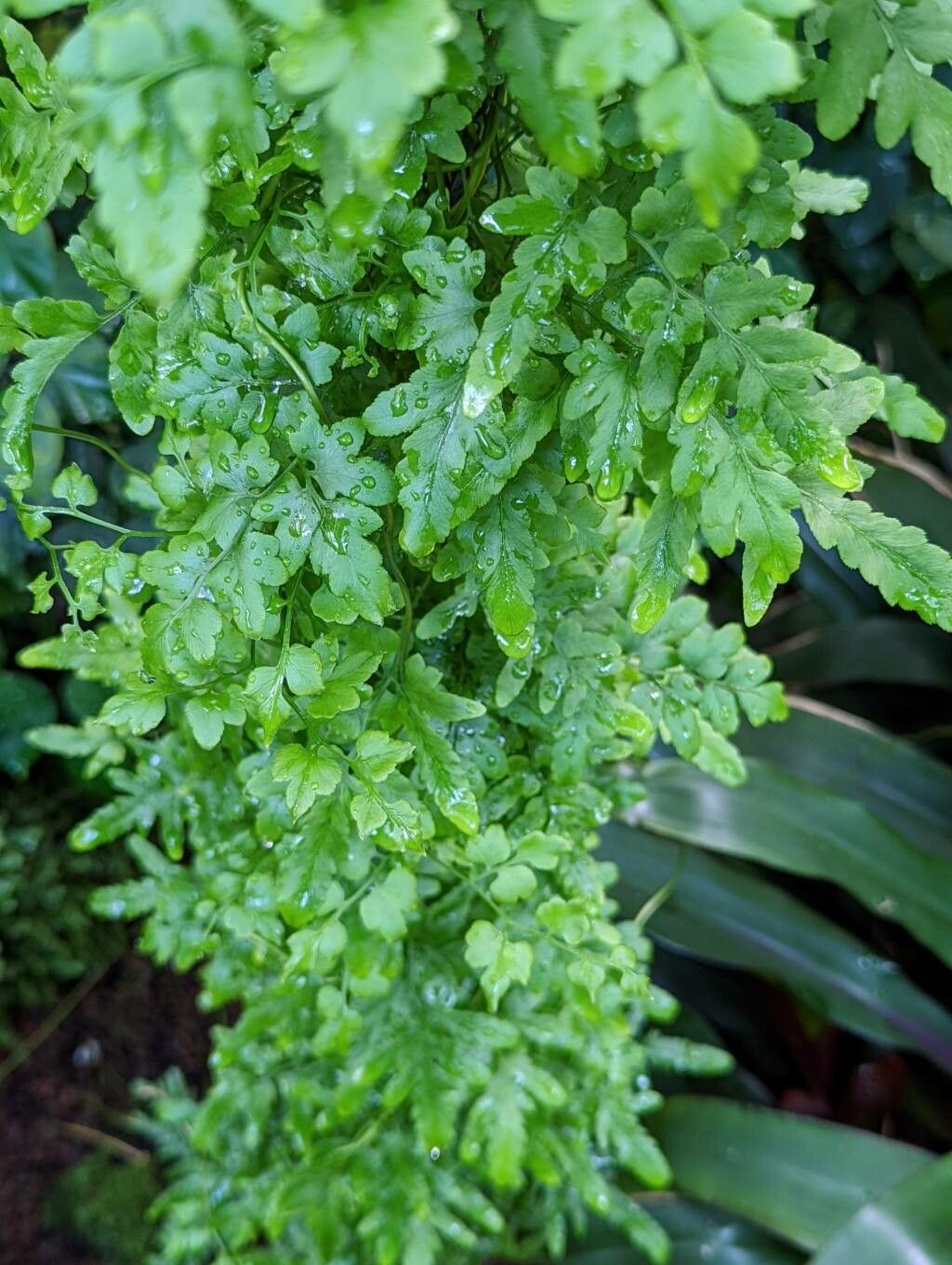 Lygodium japonicum leaf