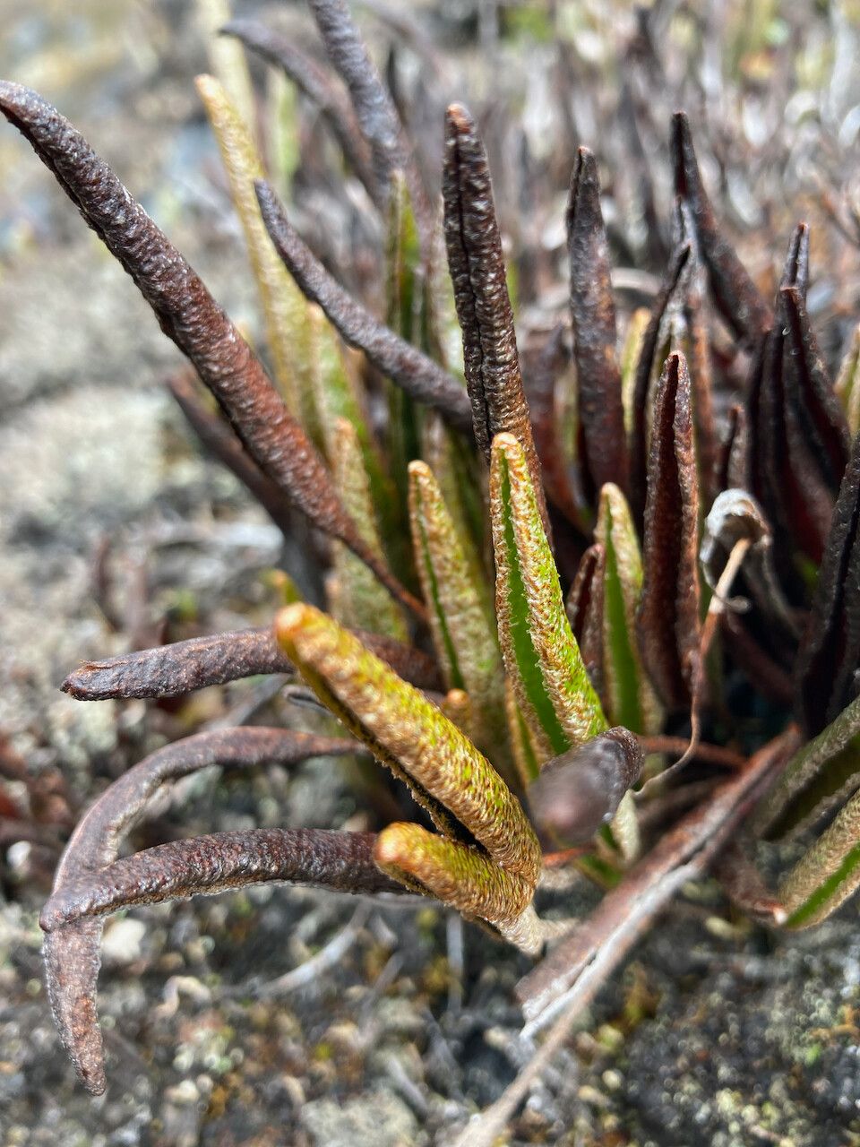 Elaphoglossum mathewsii leaf