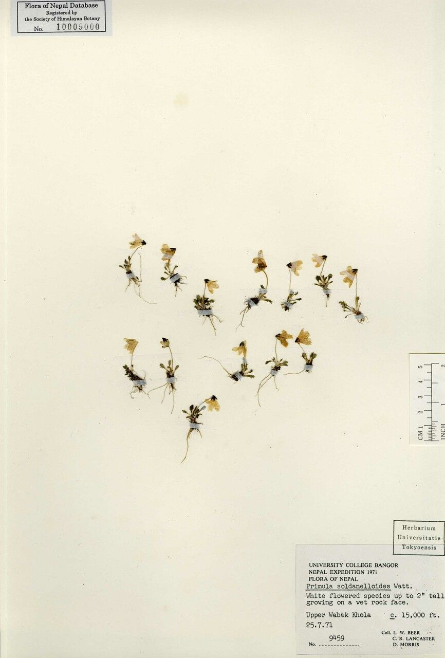 Primula soldanelloides — houseplant care guide