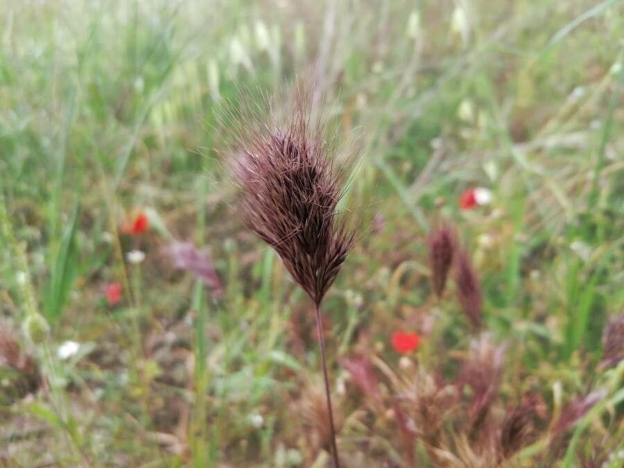 Anisantha rubens flower