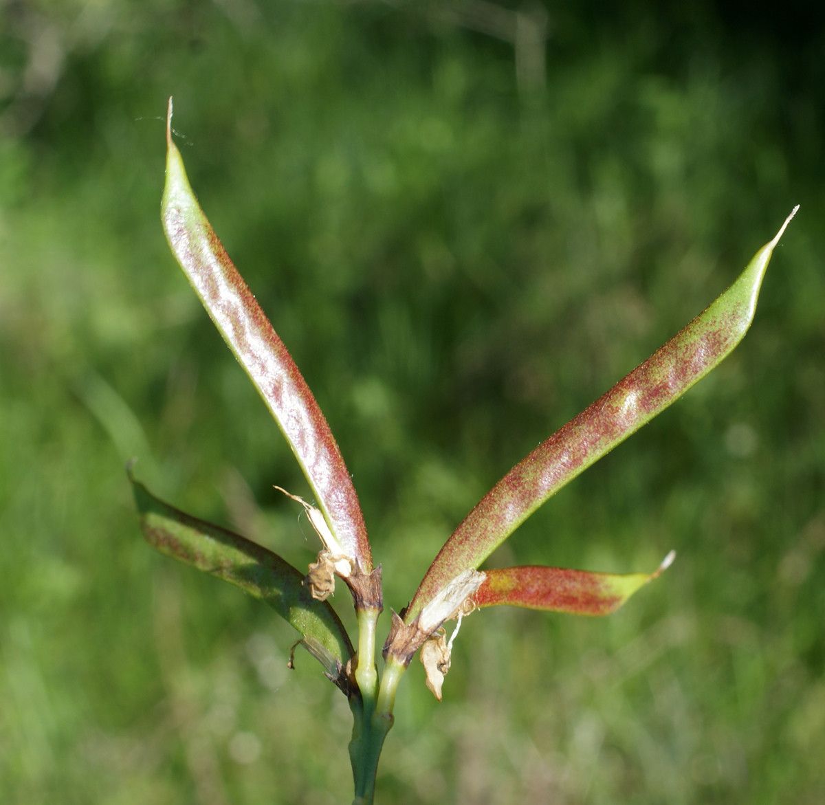 Lathyrus pannonicus fruit