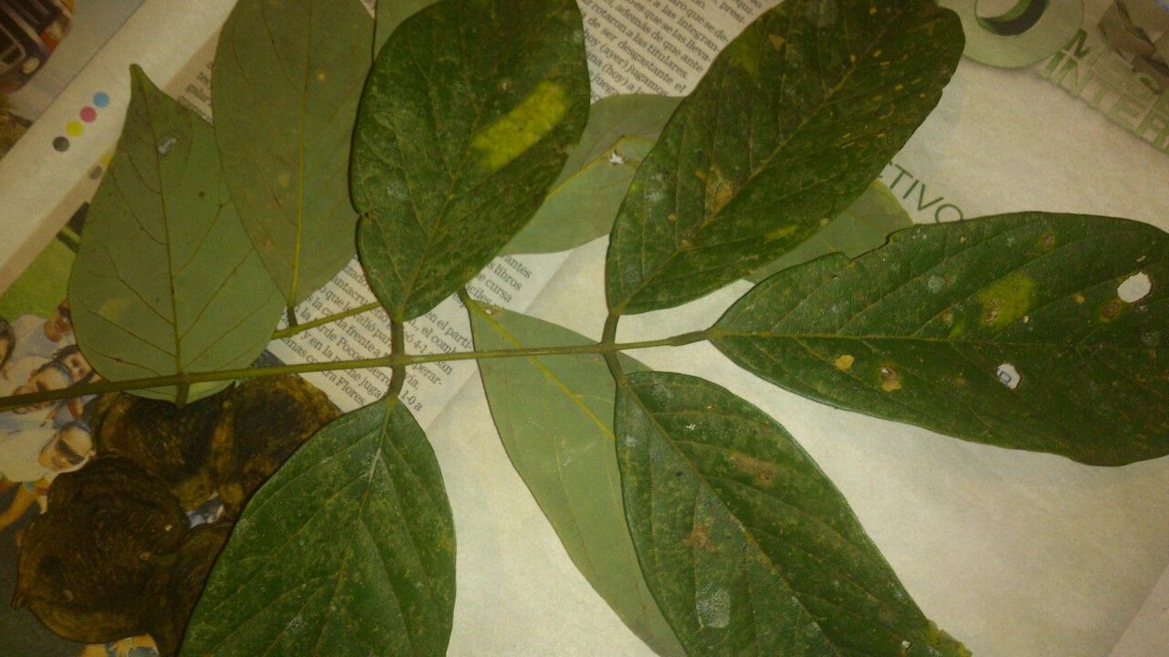 Ormosia panamensis leaf