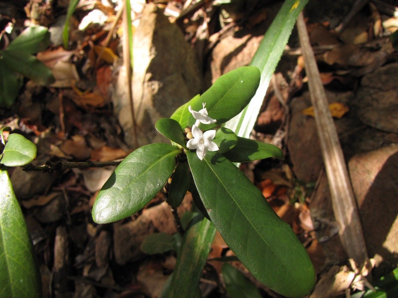 Psychotria fambartiae habit