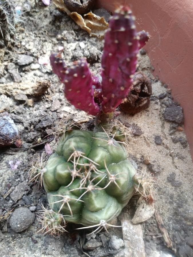 Gymnocalycium baldianum bark