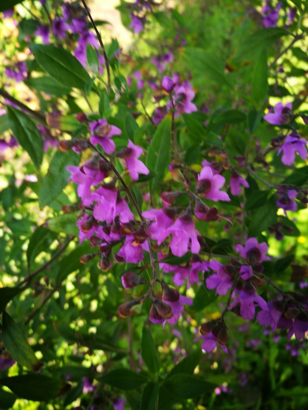 Prostanthera ovalifolia flower