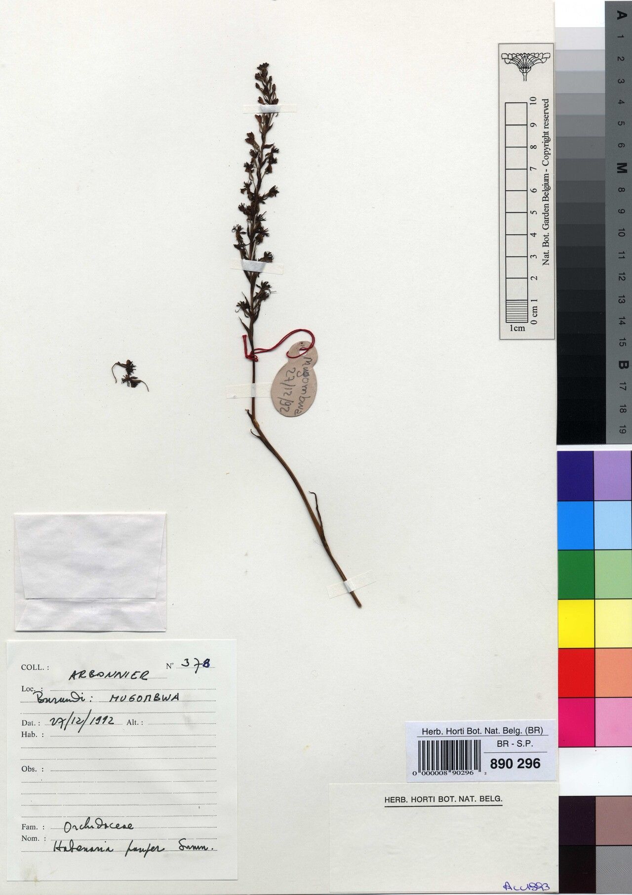 Habenaria pauper — houseplant care guide