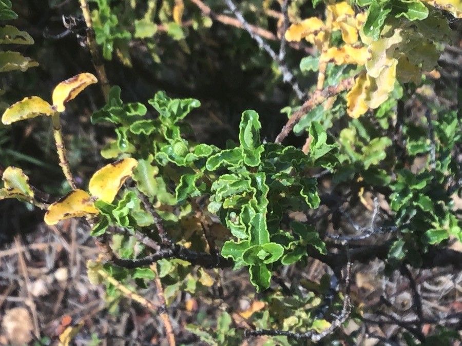 Hypericum balearicum leaf