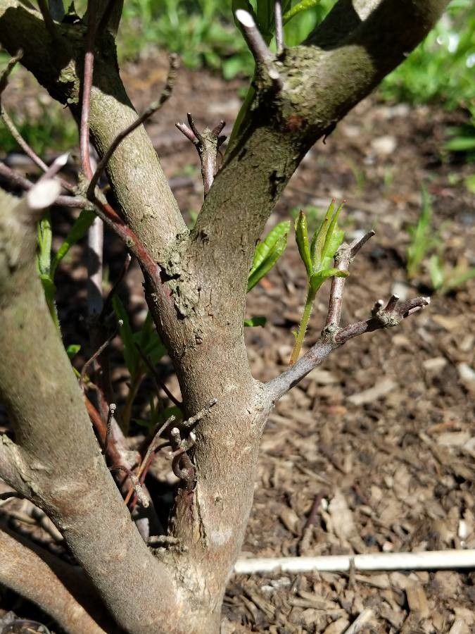 Rhododendron periclymenoides bark