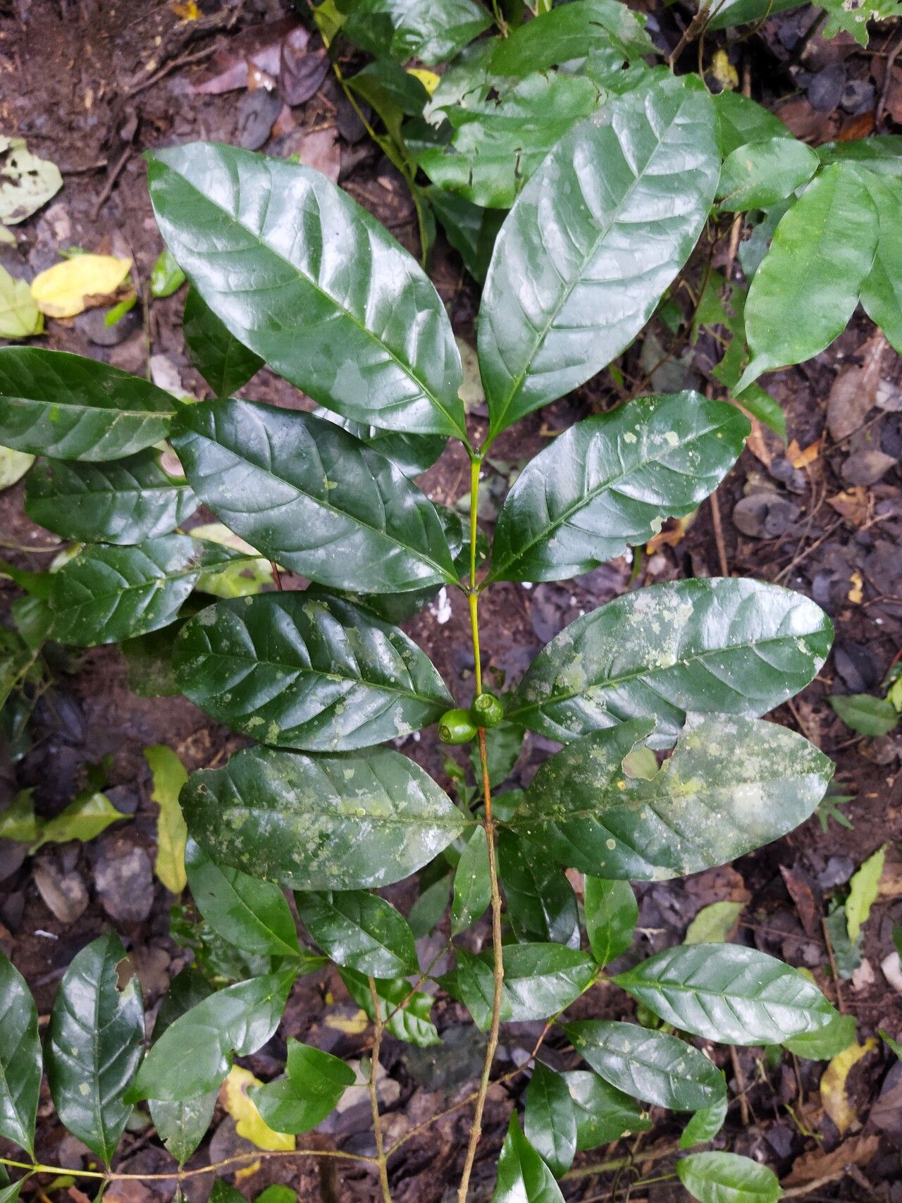 Coffea fotsoana fruit