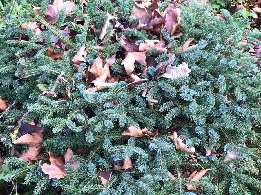 Picea × lutzii — search result for 'Picea'