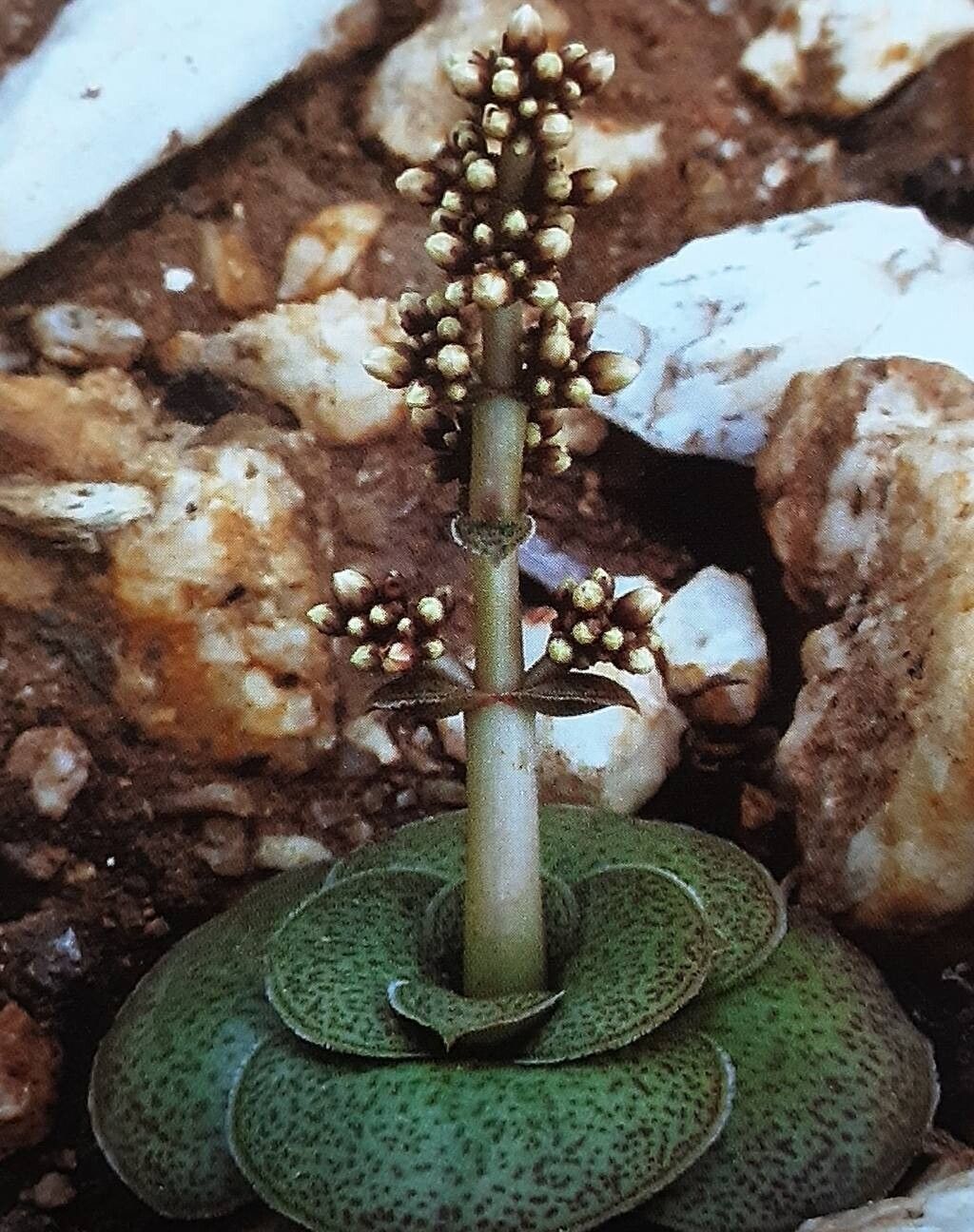 Crassula pseudhemisphaerica habit