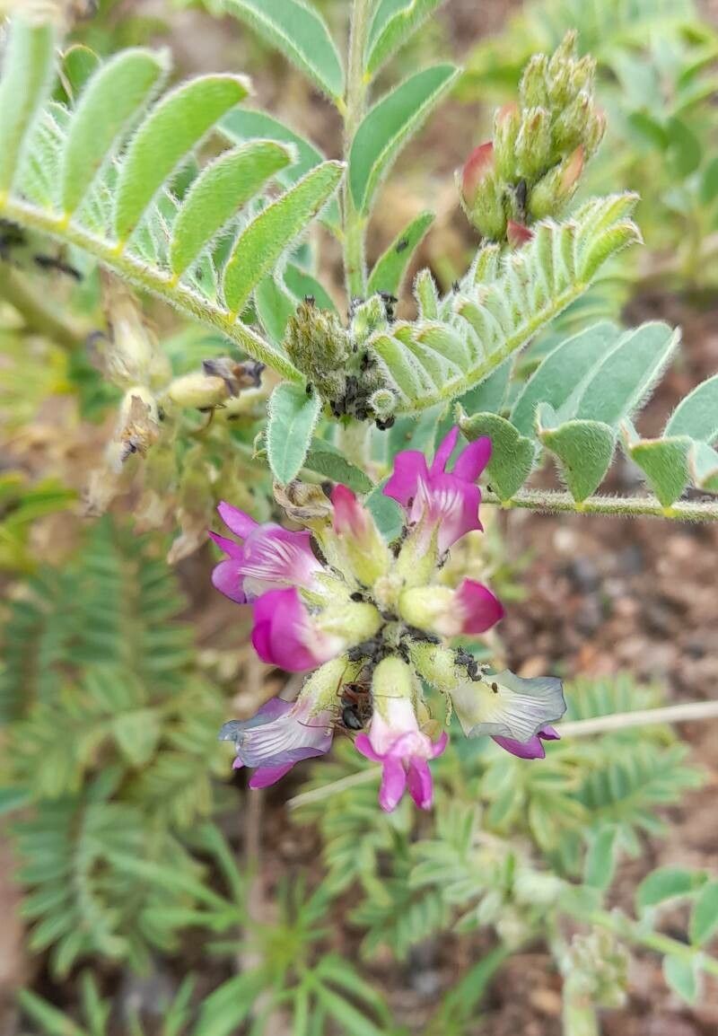 Astragalus monticola flower