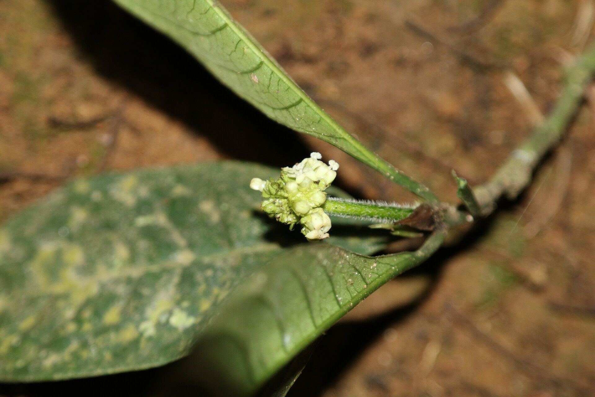 Psychotria brevifissa flower