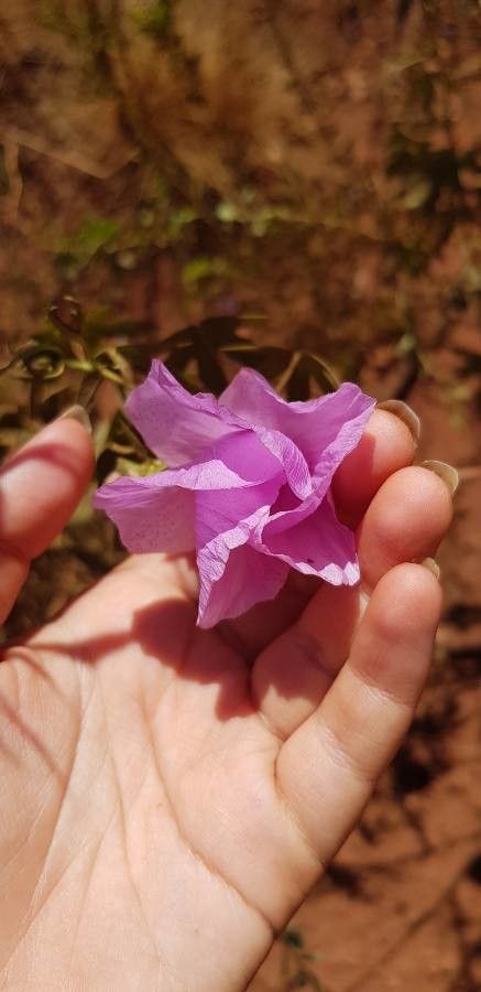 Gossypium robinsonii flower