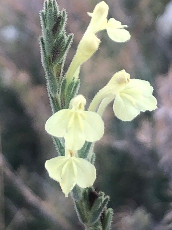 Odontites longiflorus flower