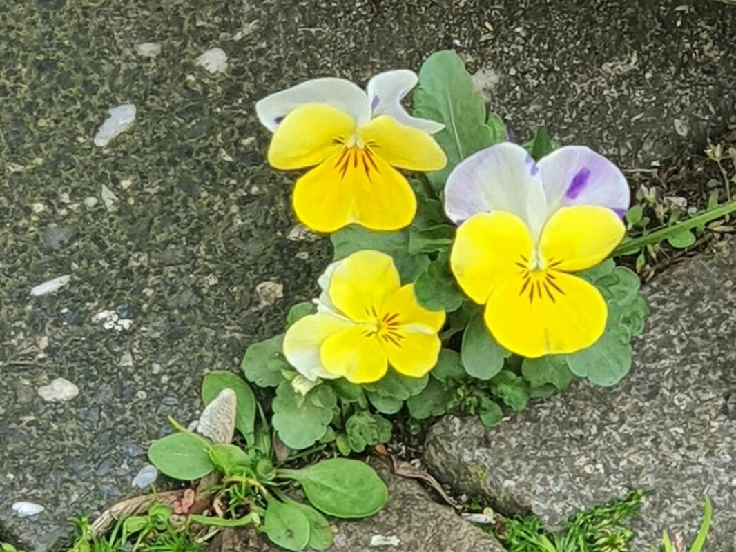 Viola eugeniae flower