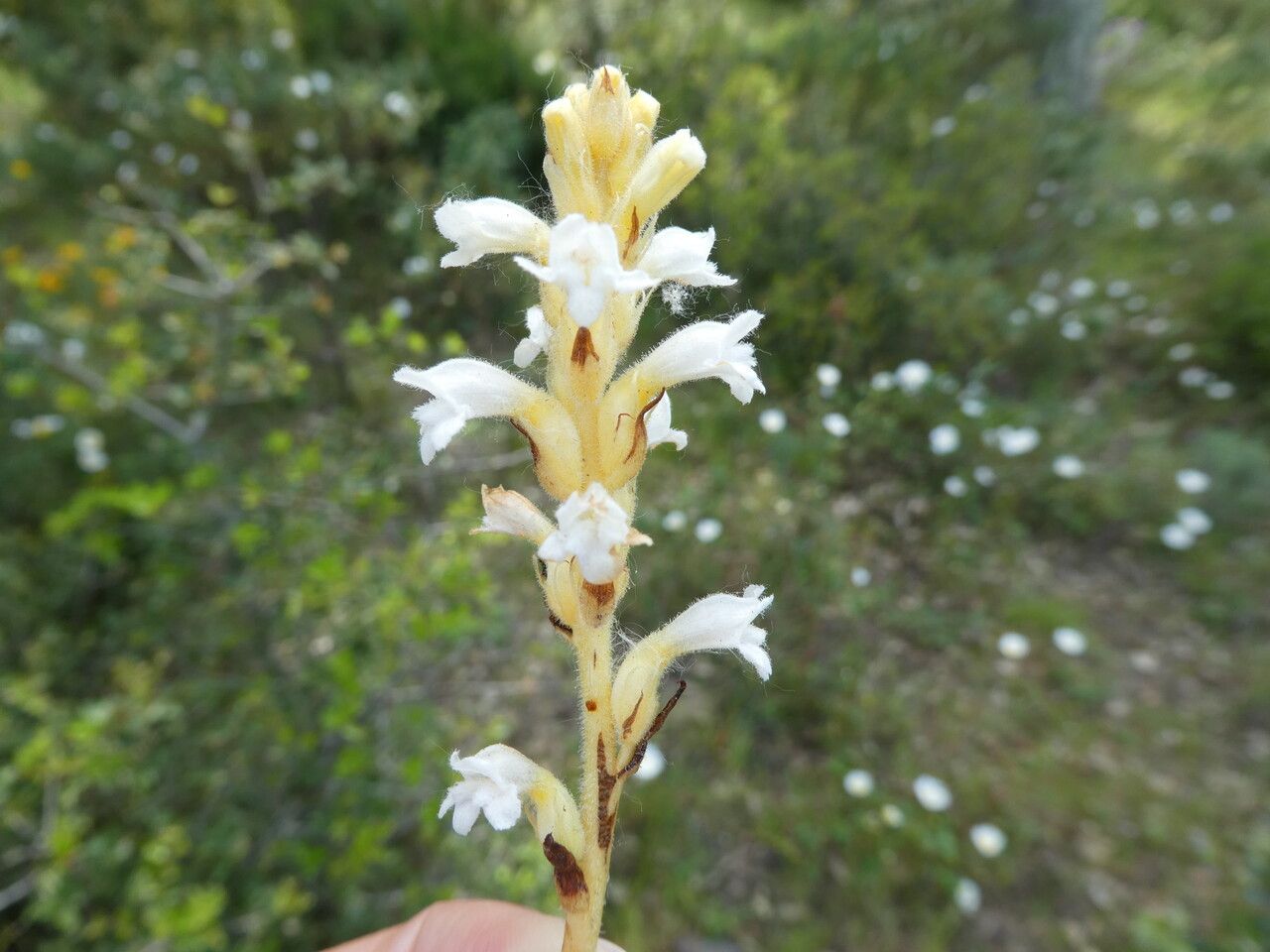 Phelipanche nana bark