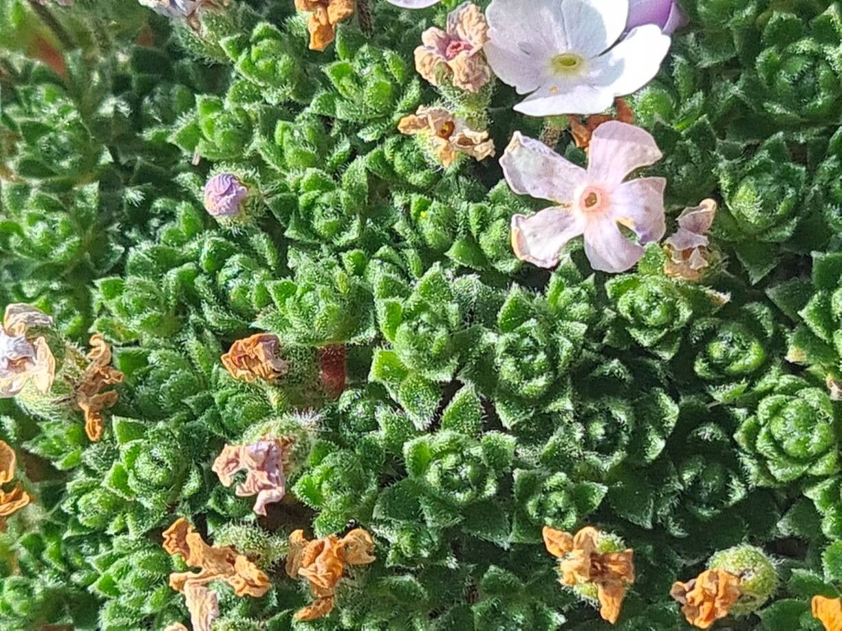 Androsace globifera leaf