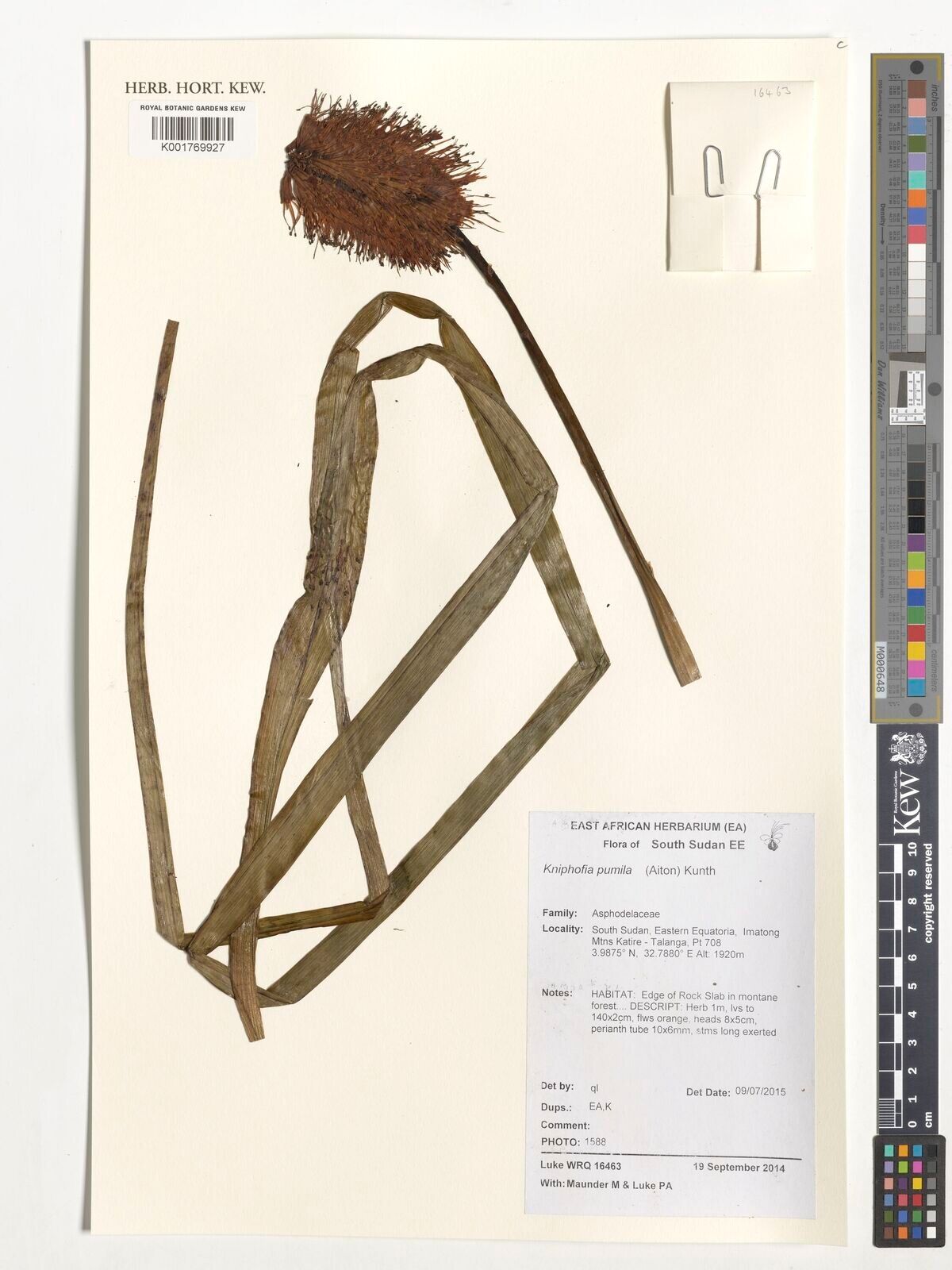 Kniphofia pumila — houseplant care guide