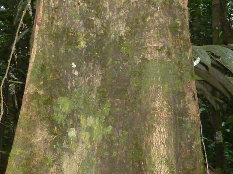 Pseudopiptadenia suaveolens bark