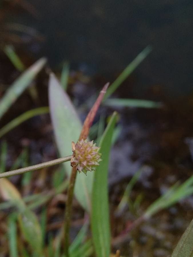 Baldellia ranunculoides fruit