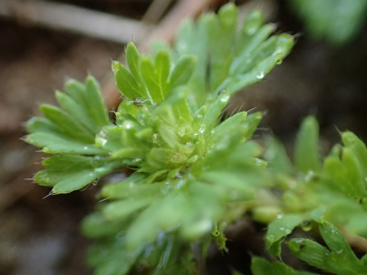 Aphanes arvensis flower