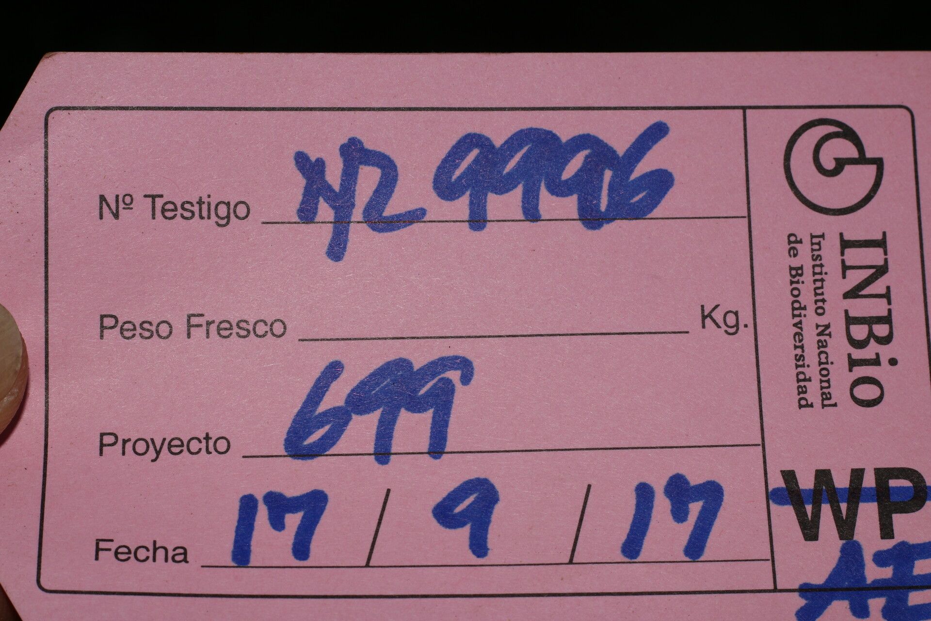 Tephrosia multifolia other