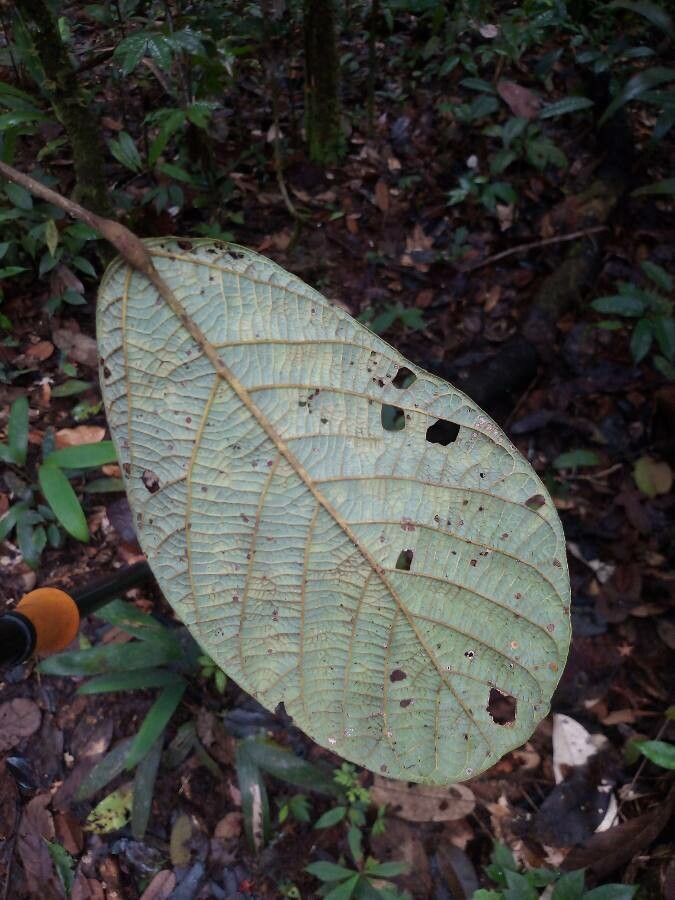 Sterculia excelsa leaf