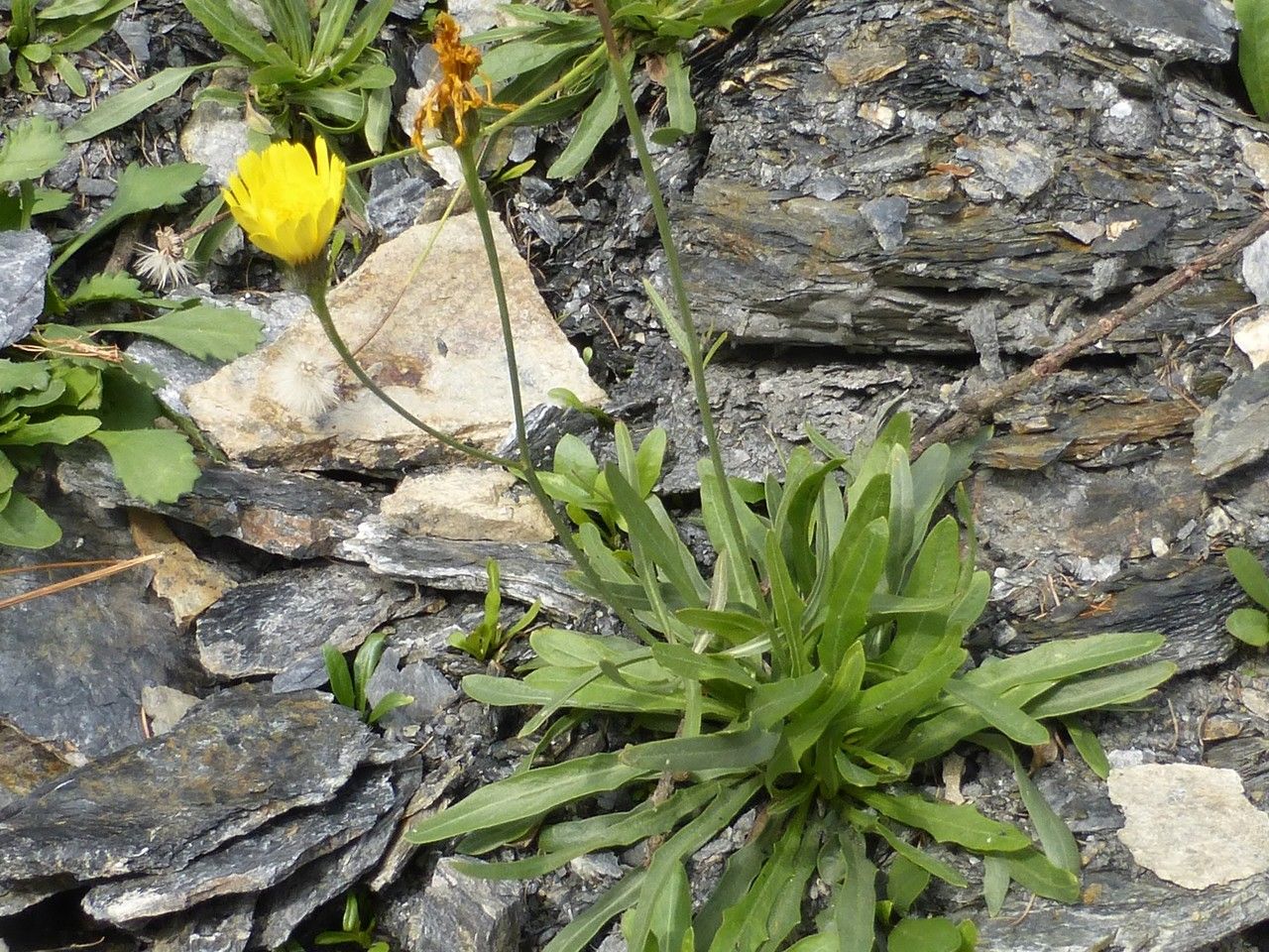Hieracium glaucum — search result for 'Hieracium'