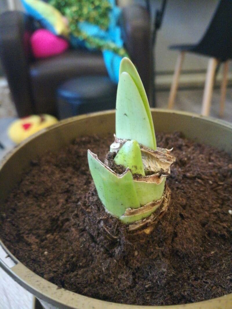 Hippeastrum calyptratum