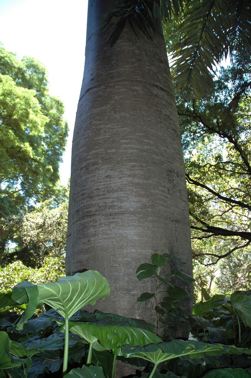 Cavanillesia platanifolia bark