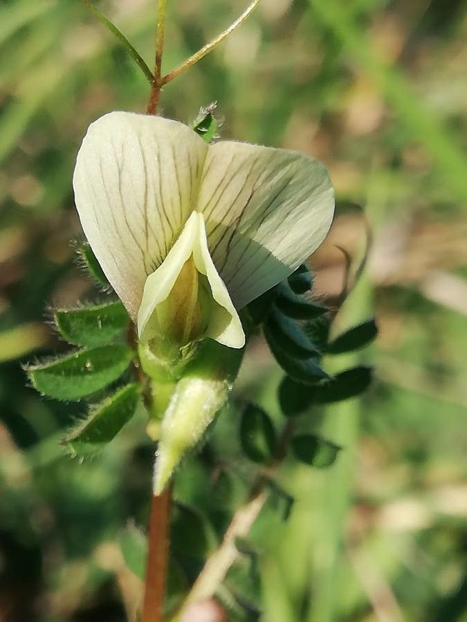 Vicia hybrida flower