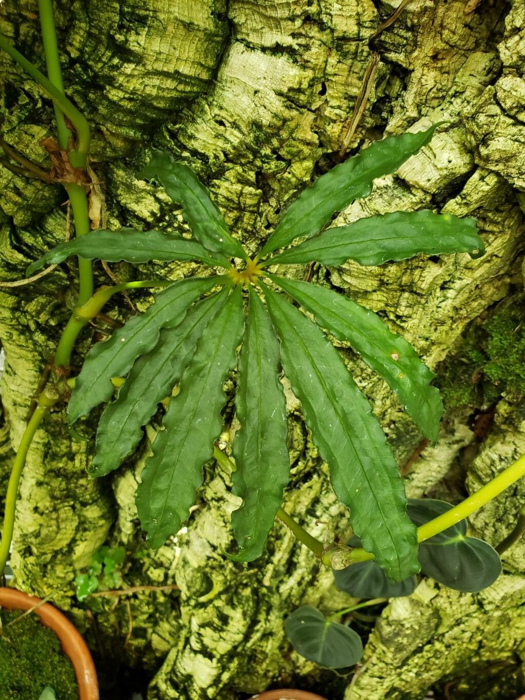 Anthurium polyschistum — search result for 'Anthurium'