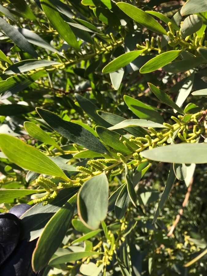 Acacia longifolia leaf