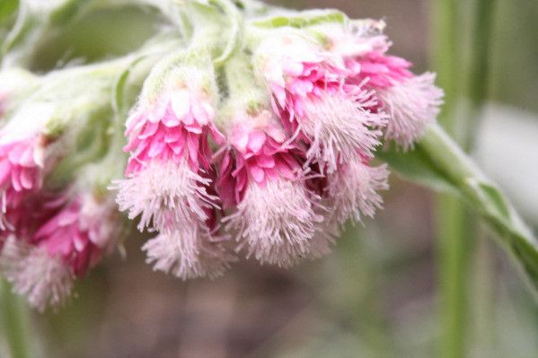 Antennaria dioica flower