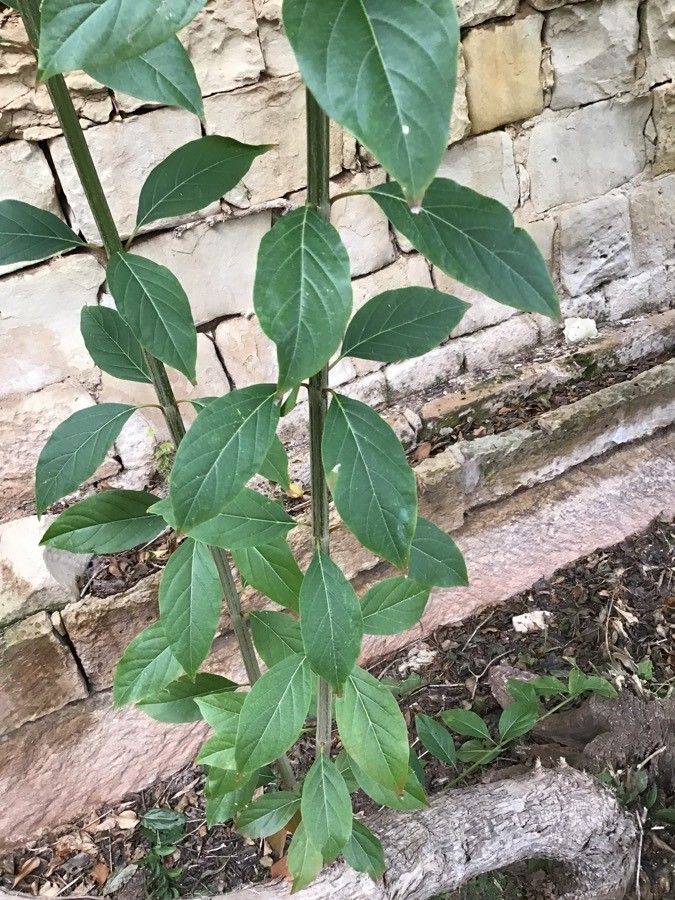 Citharexylum spinosum — search result for 'Verbenaceae'