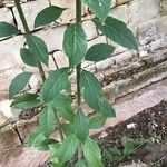 Citharexylum spinosum