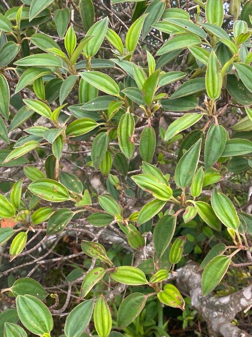 Tibouchina aspera — search result for 'Melastomataceae'