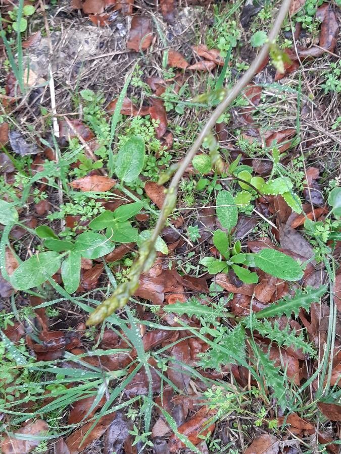 Tamus communis other