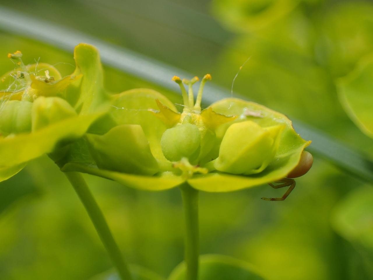 Euphorbia esula fruit