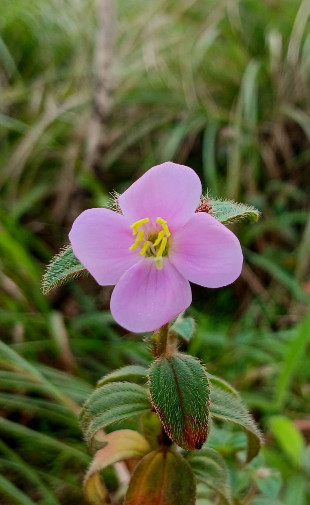 Osbeckia parvifolia — houseplant care guide