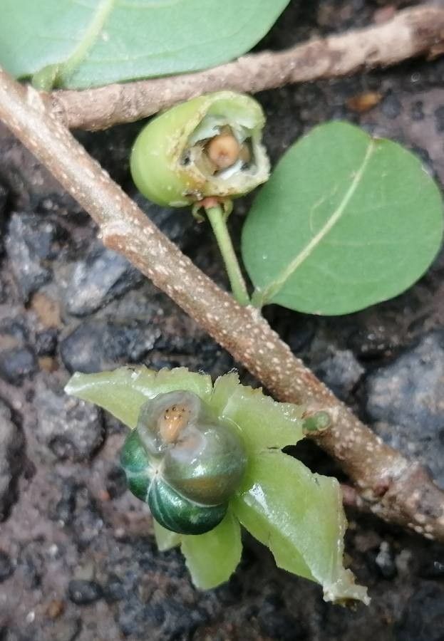 Margaritaria nobilis fruit