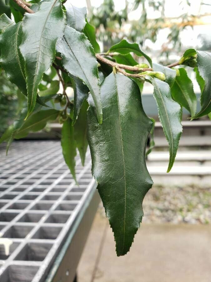 Camellia tsaii — search result for 'Camellia'