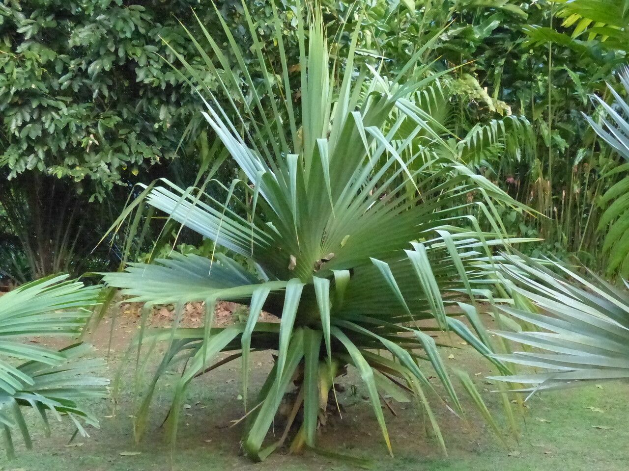 Pandanus spp. — houseplant care guide