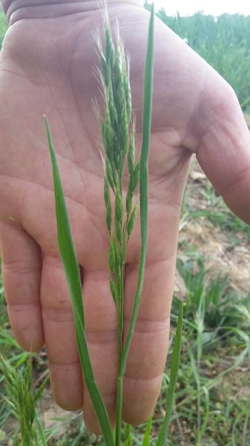 Festuca arundinacea — foliage houseplant